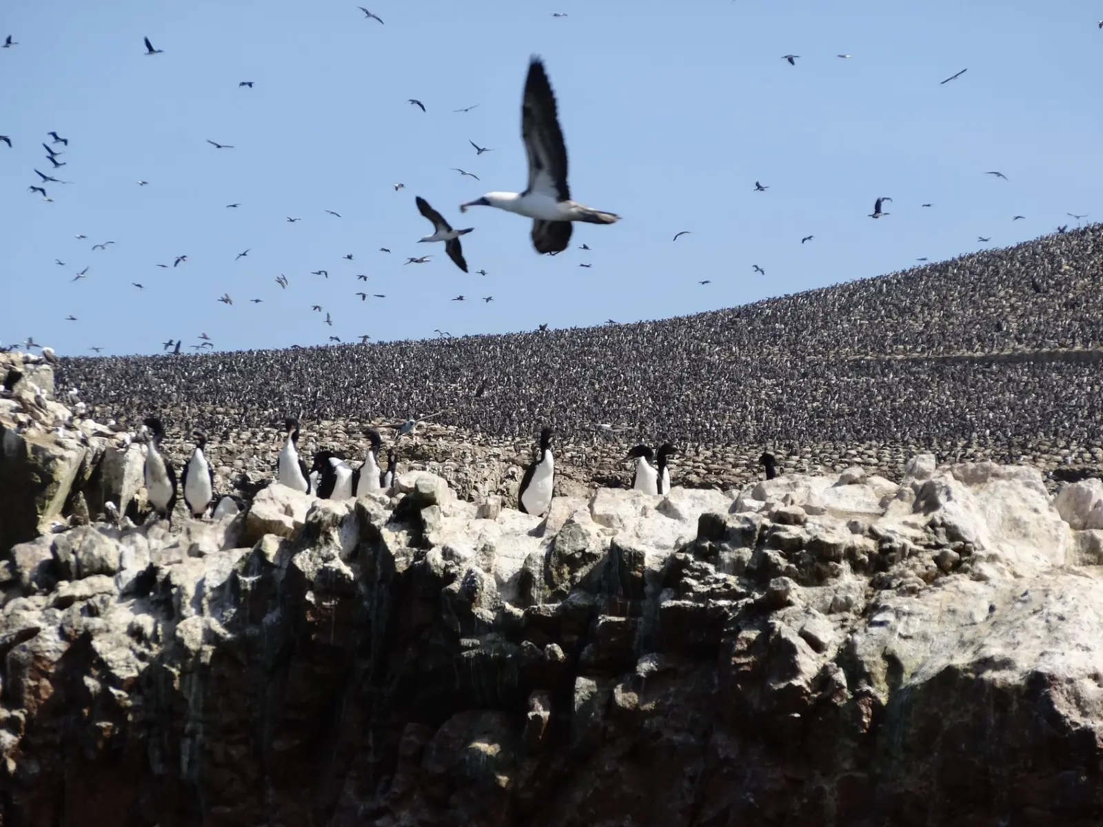 Iles Ballestas