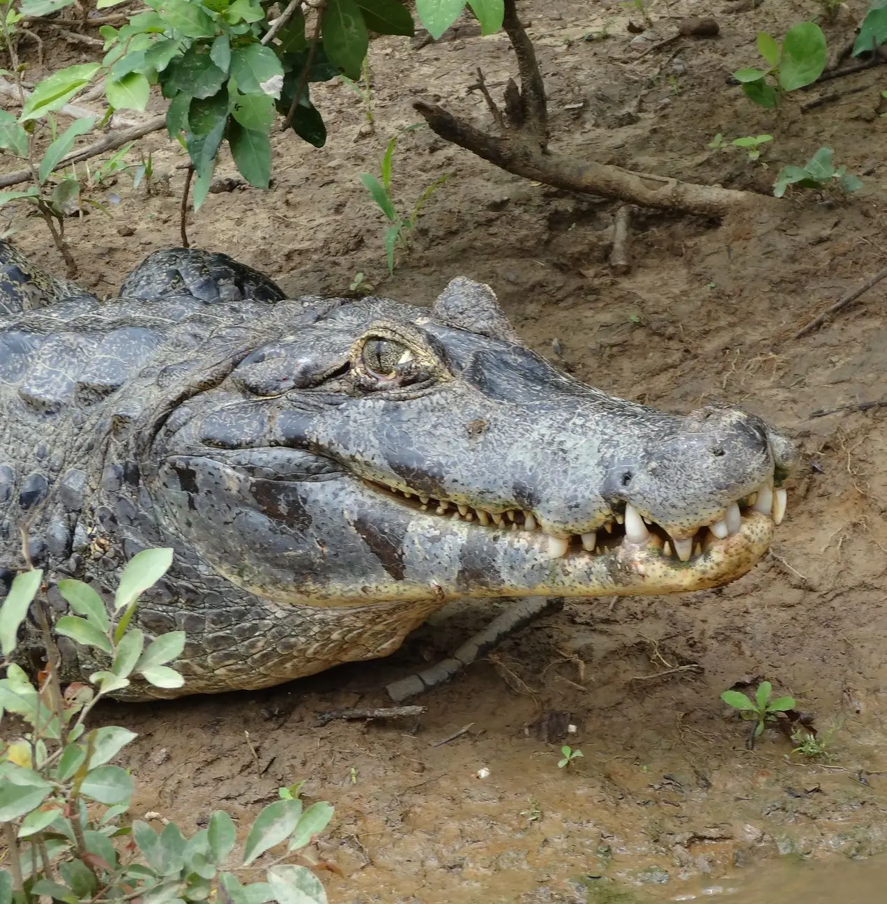 Rurre | Croco