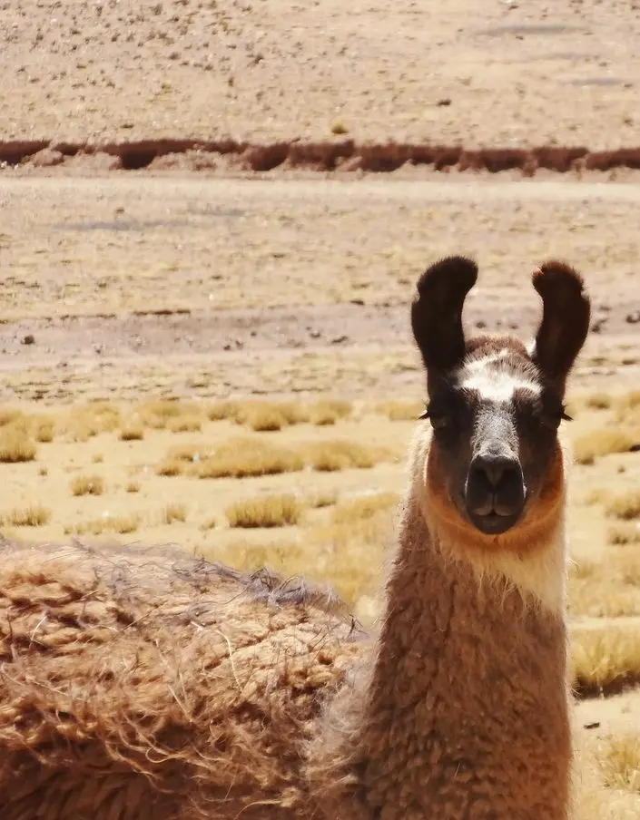 Lipez | Lama