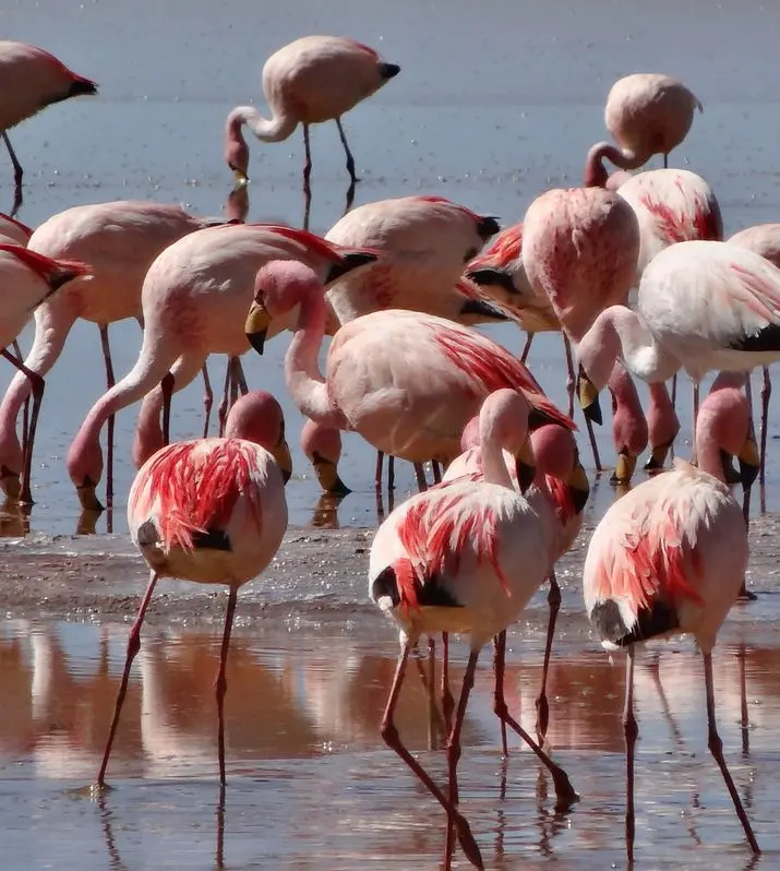 Sud-Lipez | Flamands roses