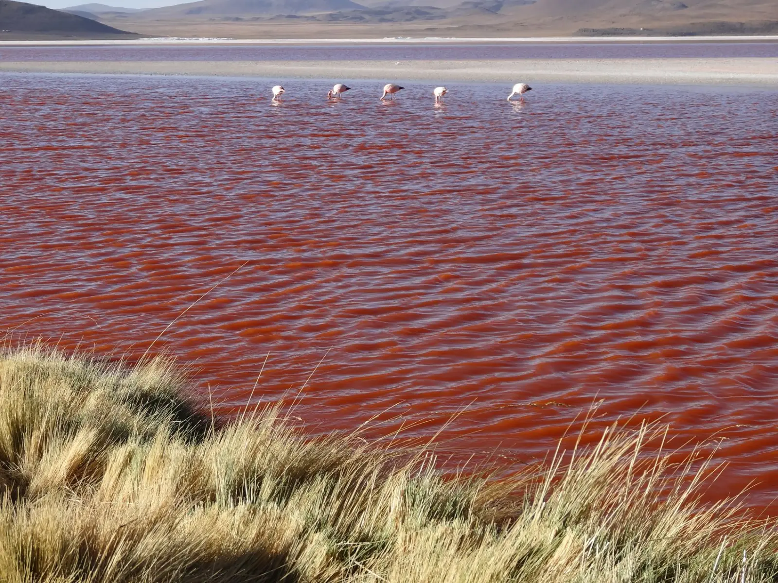 Lipez | Laguna Colorada