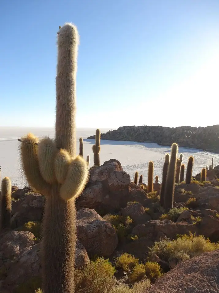 Salar | Isla Inca Huasi
