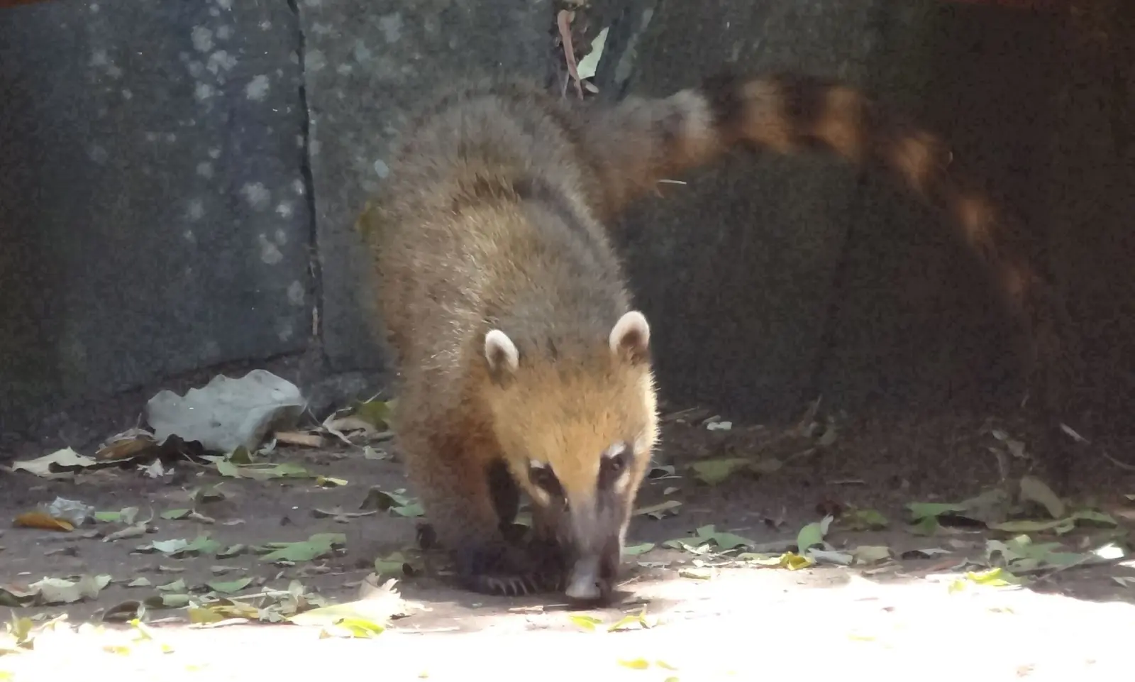 Iguazu | Coati