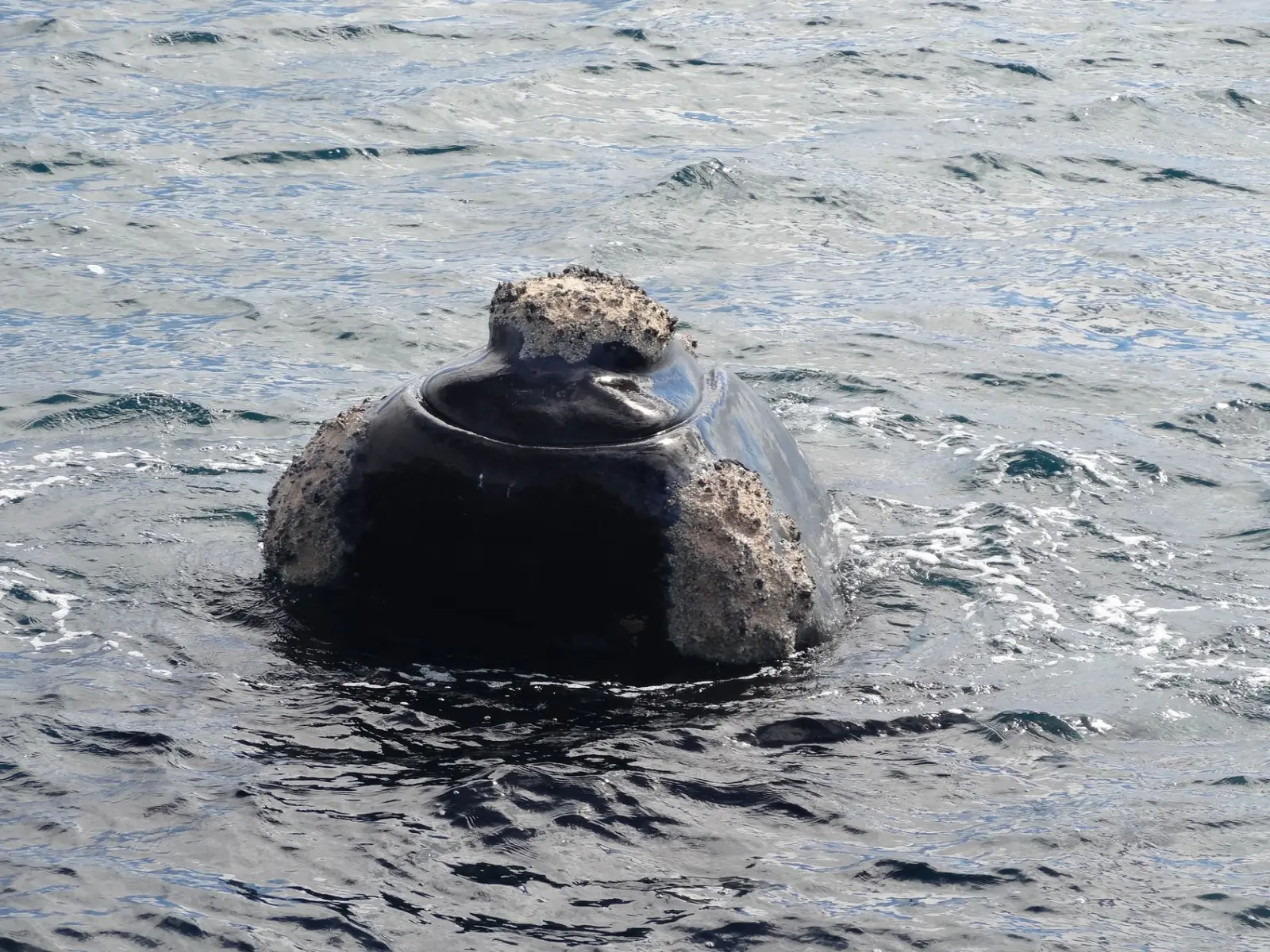 Valdès | Baleine franche australe
