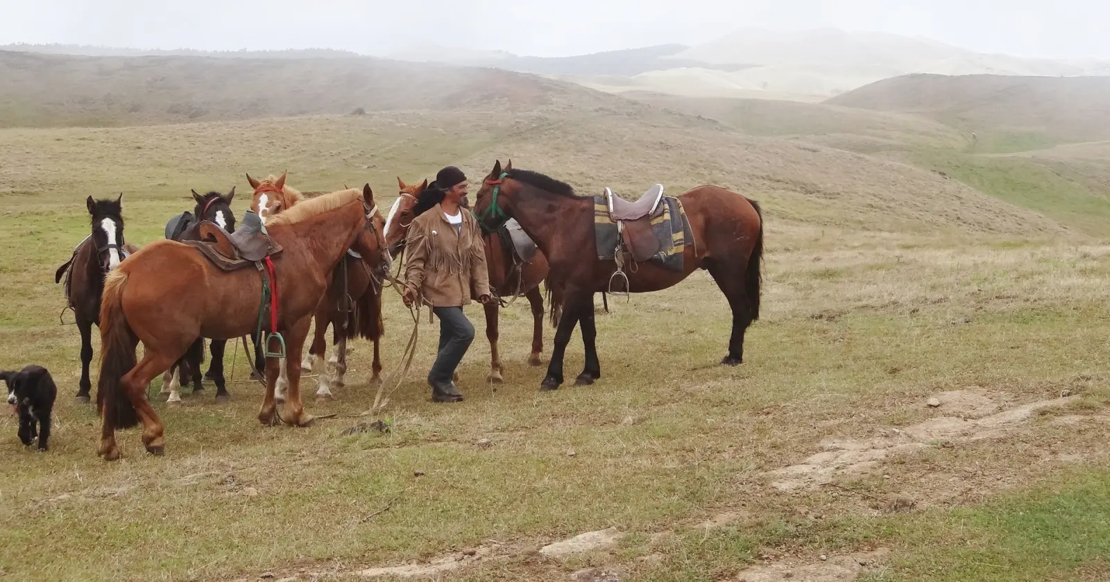 Rapa Nui | Cheval