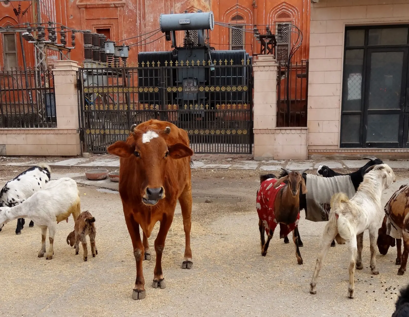 Jaipur